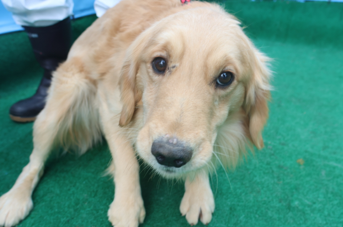 제주 동물보호센터_450650202500019